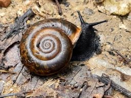 Snail, a local of forest floors